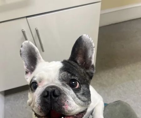 Huron Veterinary Hospital