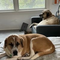 BluePearl Pet Hospital ico