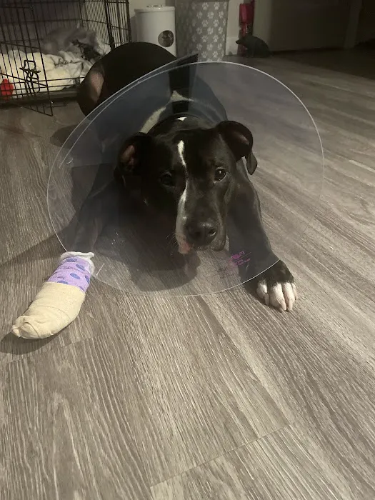 BluePearl Pet Hospital Picture 7