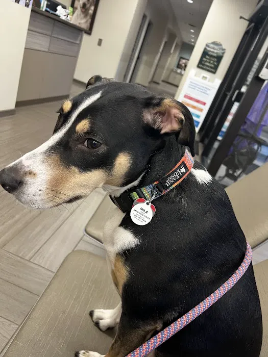 BluePearl Pet Hospital Picture 6