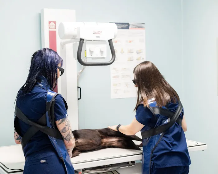 PetMedic Urgent Care Vet Clinic - Cambridge Picture 2