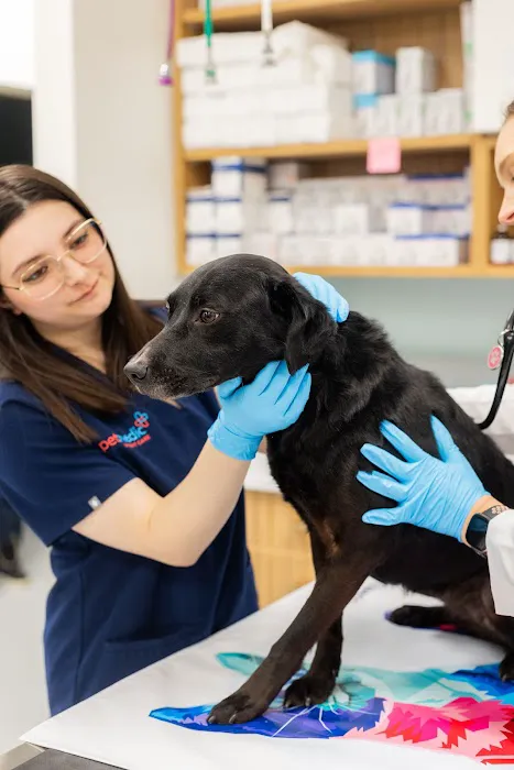 PetMedic Urgent Care Vet Clinic - Cambridge Picture 5