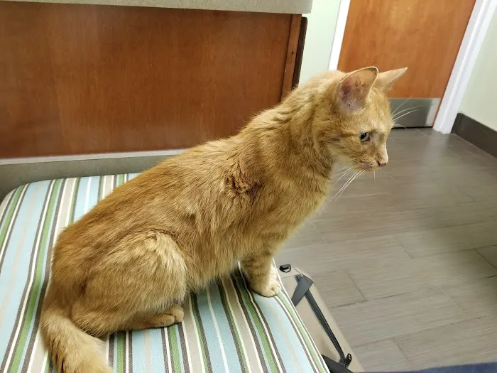 Charlestown Veterinary Hospital Picture 8