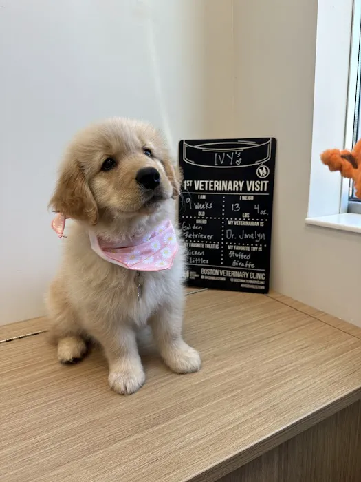 Boston Veterinary Clinic Picture 3