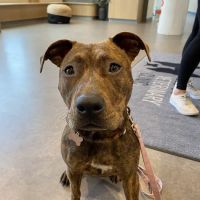 Boston Veterinary Clinic ico