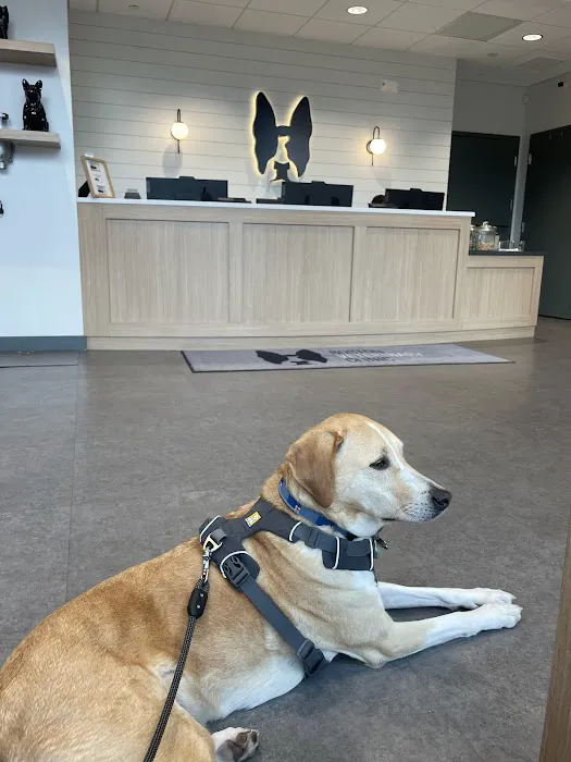 Boston Veterinary Clinic Picture 4