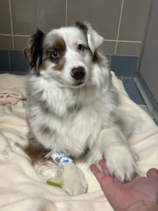 Charlestown Pet Clinic Picture 4