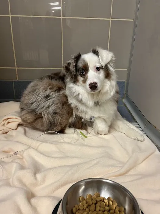 Charlestown Pet Clinic Picture 5