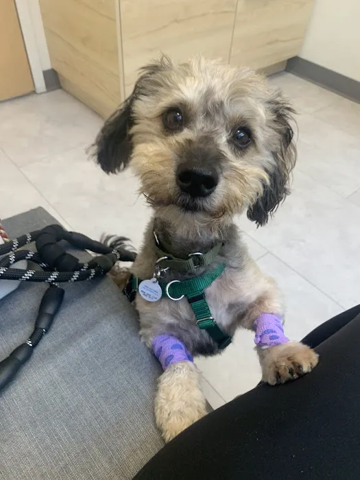 The Pet's Vet North End Picture 2
