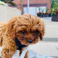 The Pet's Vet North End ico