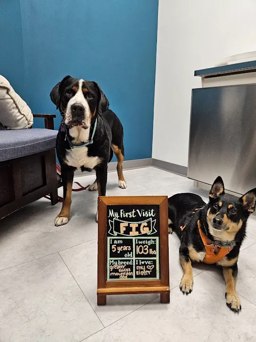 The Pet's Vet North End Picture 8