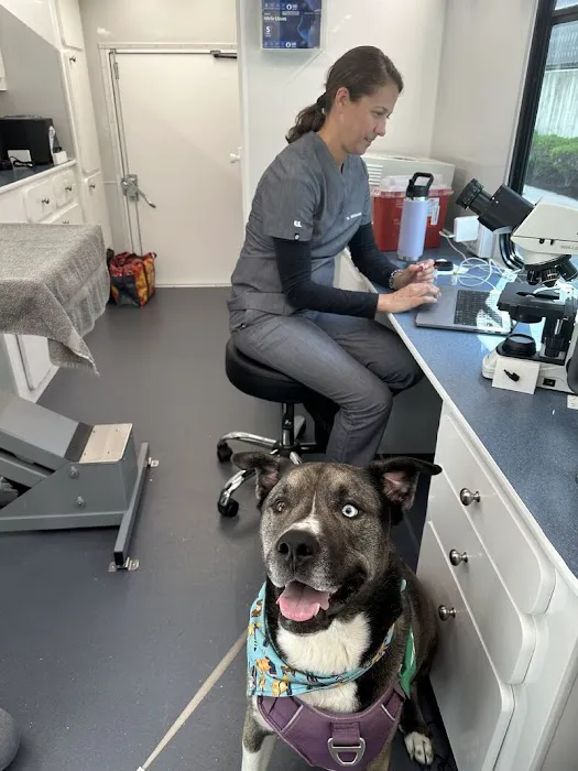 Tandem East Boston, Quincy Onsite Veterinary Picture 3