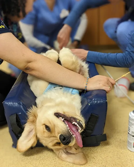 Boston Animal Hospital North Station Picture 3