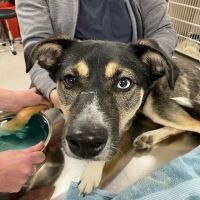 Boston Animal Hospital North Station ico
