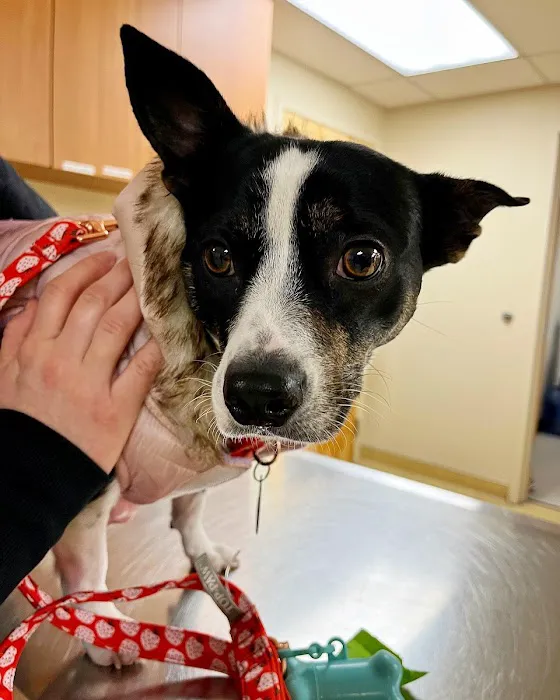 Boston Animal Hospital North Station Picture 10