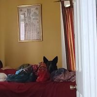 Hingham Animal Clinic ico