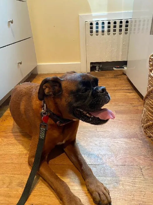 Hingham Animal Clinic Picture 4