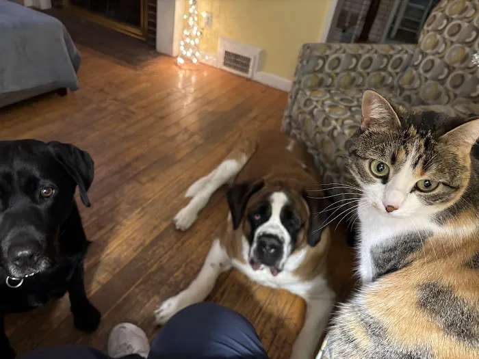 Hingham Animal Clinic Picture 10