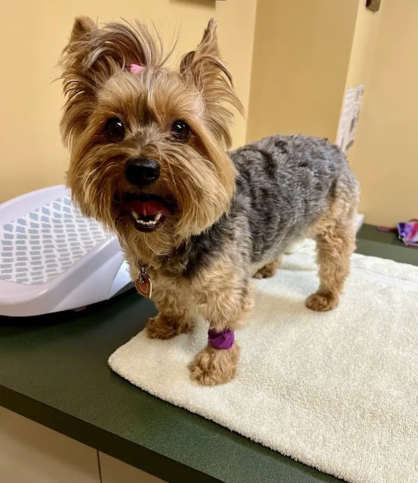 Marshfield Animal Hospital Picture 2