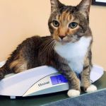 Marshfield Animal Hospital