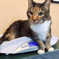 Marshfield Animal Hospital ico