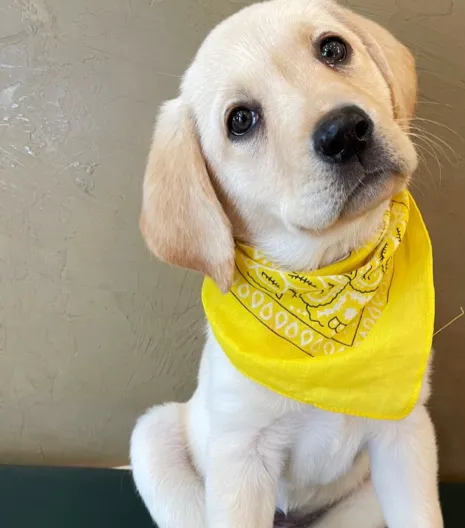 Marshfield Animal Hospital Picture 9