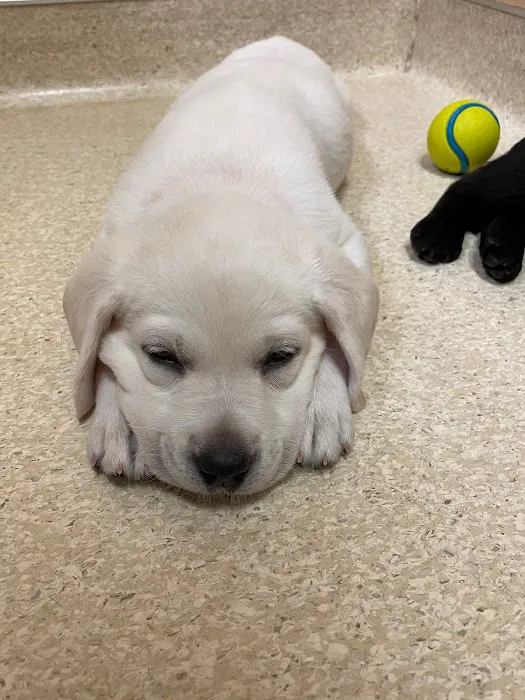 Marshfield Animal Hospital Picture 6