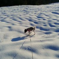 Pilgrim Animal Hospital ico