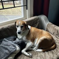 Court Street Animal Hospital ico