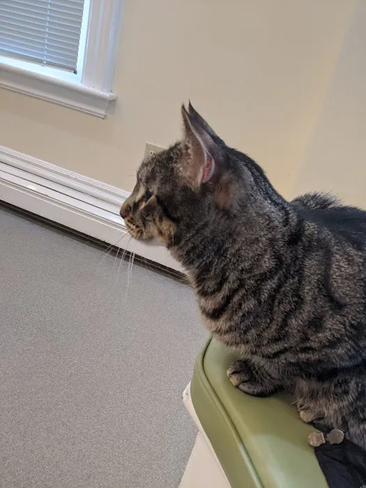 Court Street Animal Hospital Picture 8