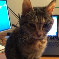 Cat Clinic of Plymouth ico