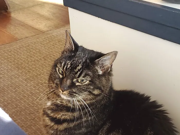 Cat Clinic of Plymouth Picture 4