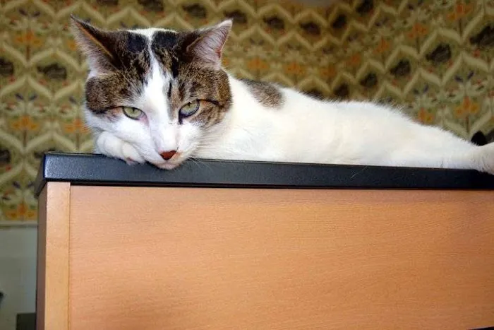 Cat Clinic of Plymouth Picture 3