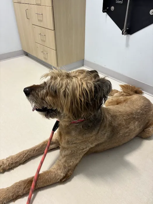 Veterinary Urgent Care Center - Plymouth Picture 7