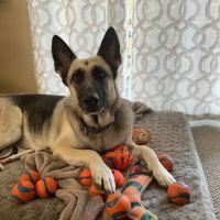 Veterinary Urgent Care Center - Plymouth ico