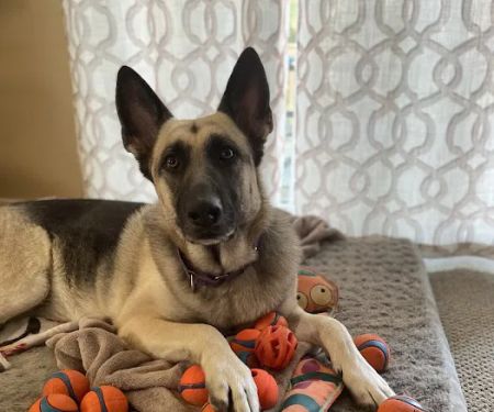 Veterinary Urgent Care Center - Plymouth