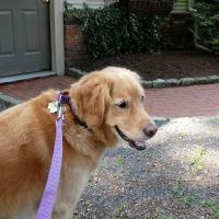 Duxbury Animal Hospital ico