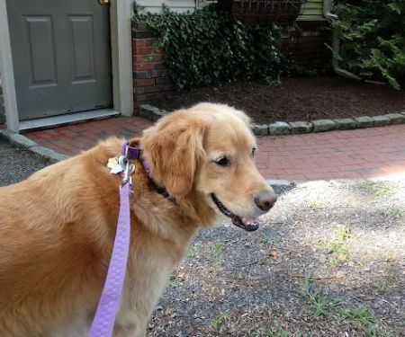 Duxbury Animal Hospital
