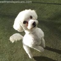 VCA Lynnfield by the Lake Animal Hospital ico