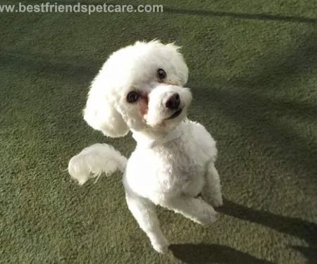 VCA Lynnfield by the Lake Animal Hospital
