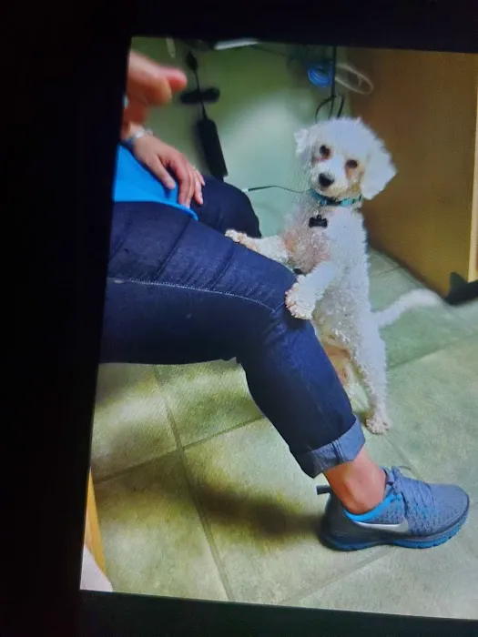 VCA Lynnfield by the Lake Animal Hospital Picture 3
