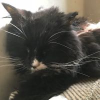 Medford Pet Clinic ico