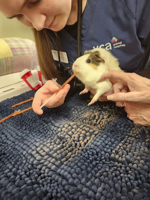 VCA Wakefield Animal Hospital Picture 2