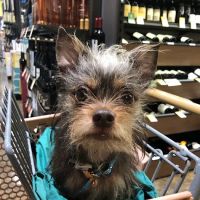 Pine Banks Animal Hospital ico