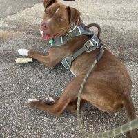 Our Family Veterinary Services ico