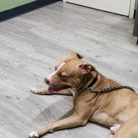 Stokesdale Veterinary Hospital ico