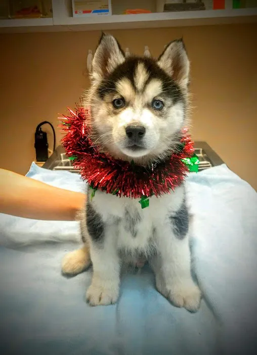 Stokesdale Veterinary Hospital Picture 7