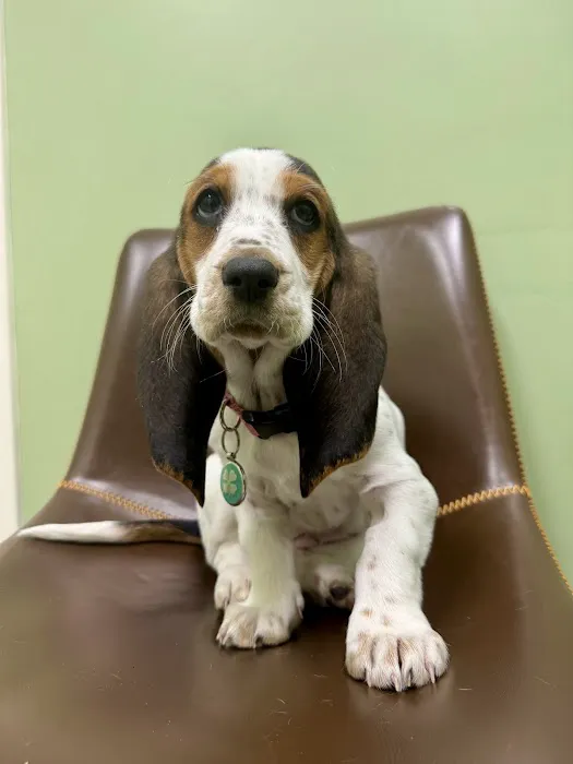 Stokesdale Veterinary Hospital Picture 6