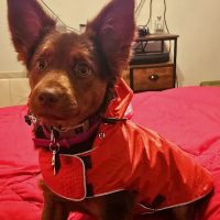 King's Crossing Animal Hospital ico