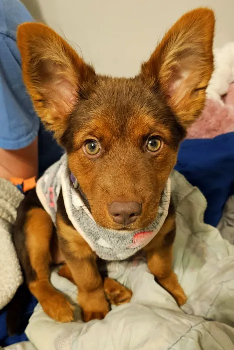 King's Crossing Animal Hospital Picture 2